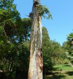род Eucalyptus