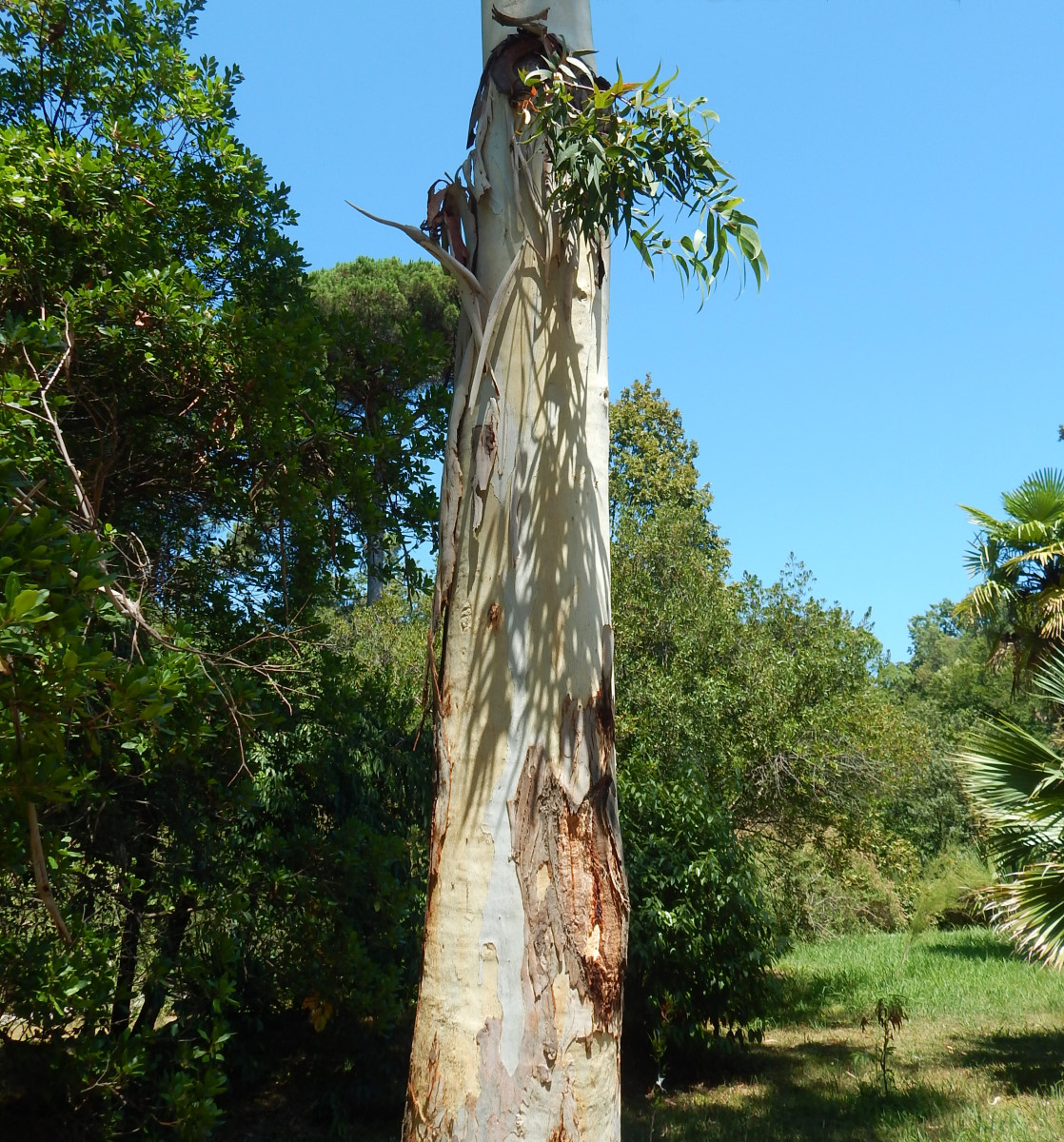 Изображение особи род Eucalyptus.