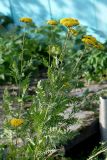 Achillea filipendulina