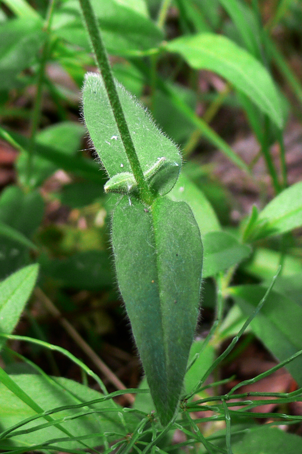 Изображение особи Cerastium pauciflorum.