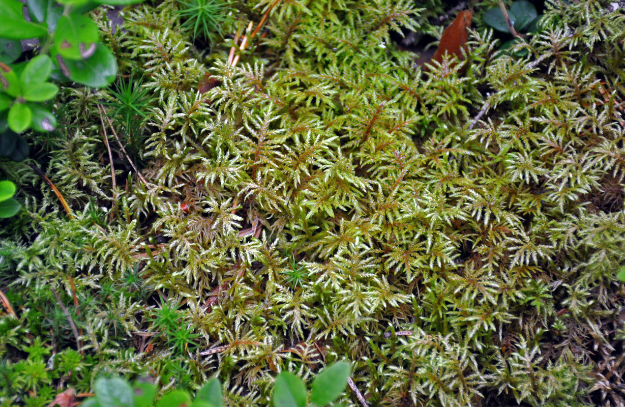 Image of Pleurozium schreberi specimen.