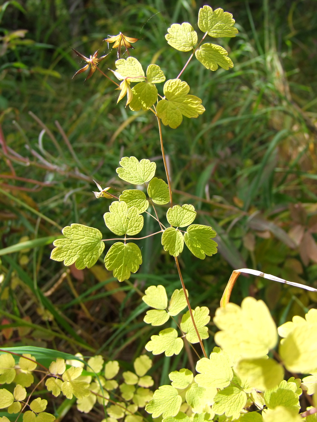 Изображение особи Thalictrum sparsiflorum.