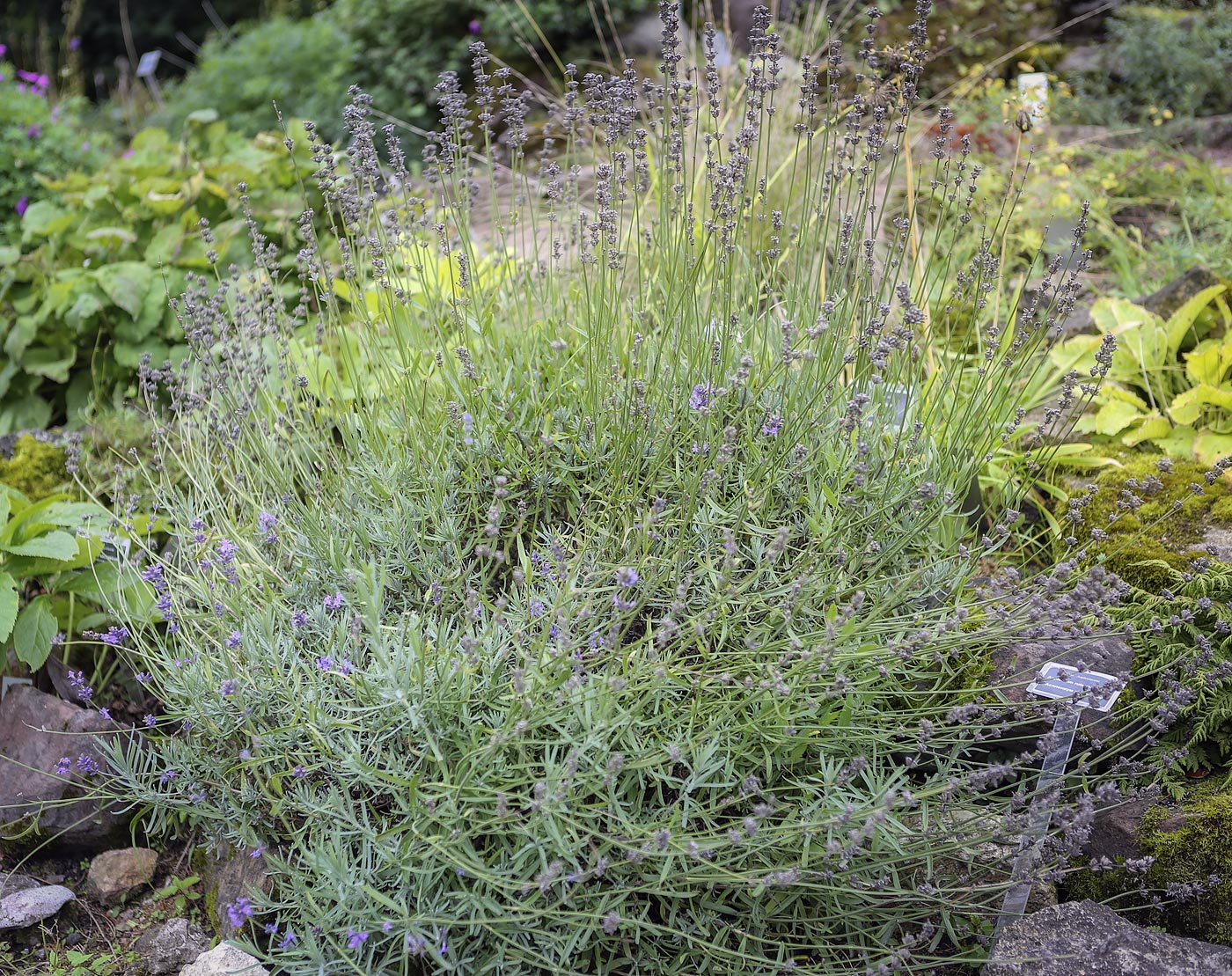 Image of Lavandula angustifolia specimen.