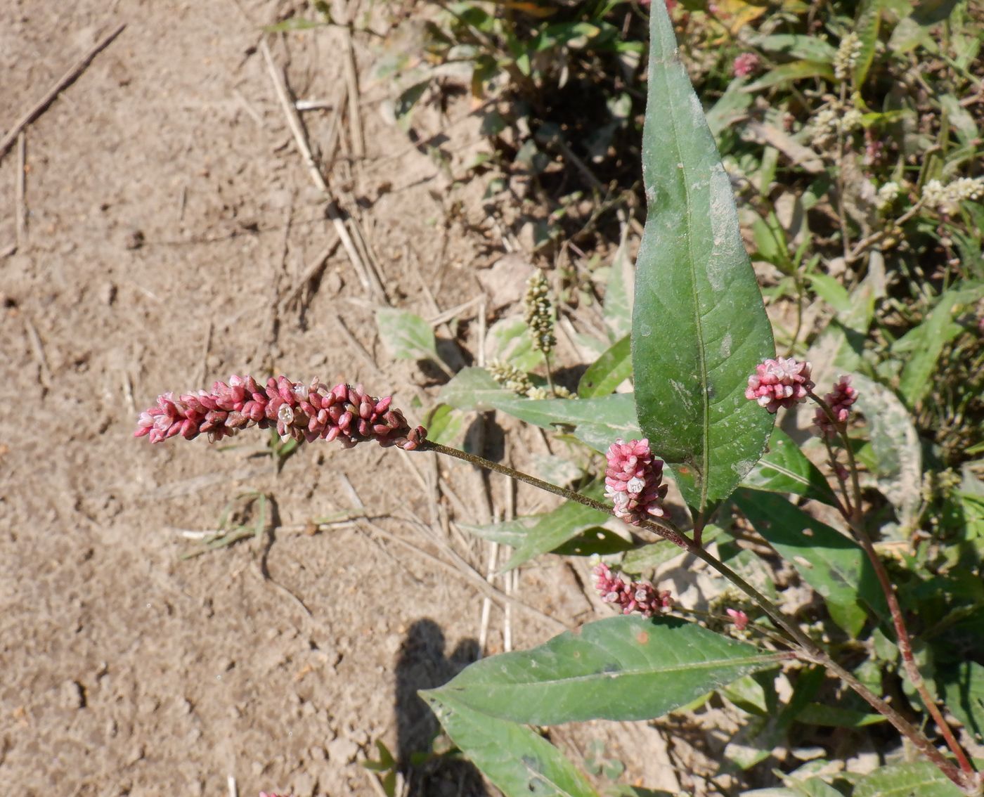 Image of Persicaria lapathifolia specimen.