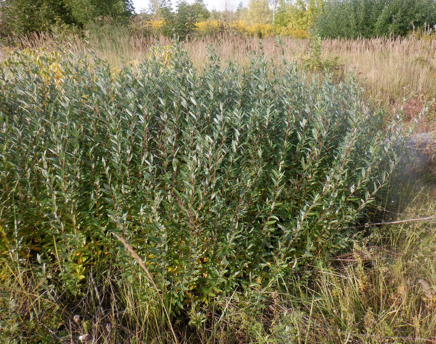 Изображение особи Salix rosmarinifolia.