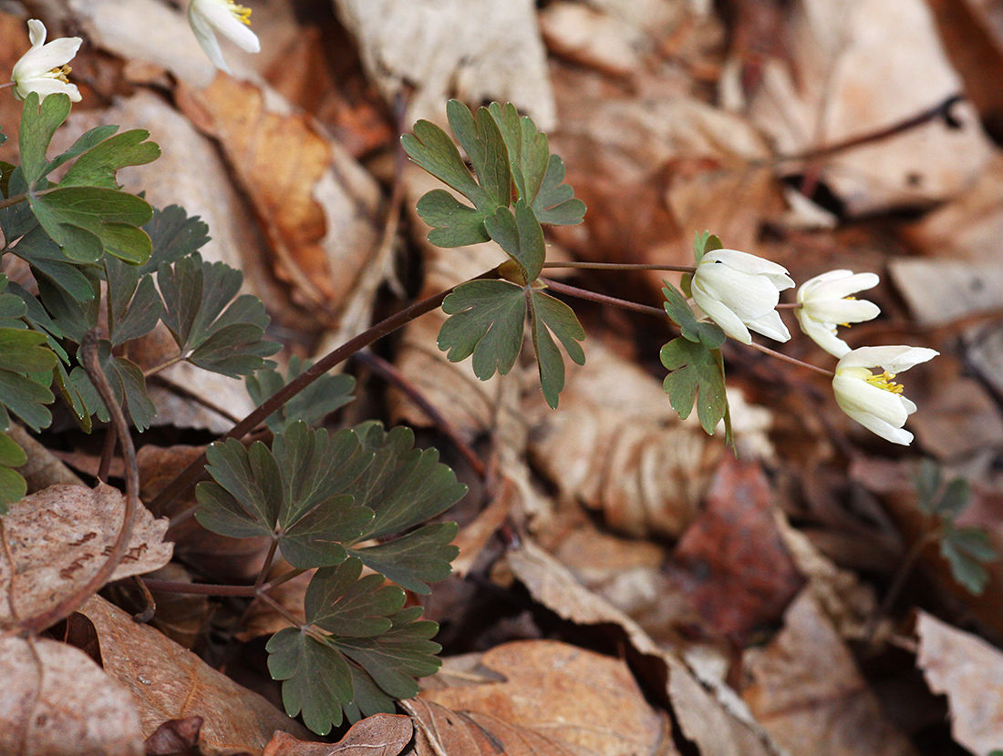Изображение особи Semiaquilegia manshurica.