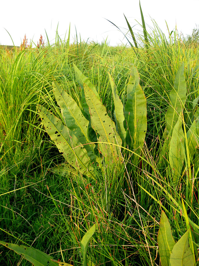 Image of Rumex hydrolapathum specimen.