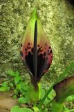 Arum dioscoridis. Соцветие. Греция, о. Родос, долина Петалудес (Долина бабочек), широколиственный ликвидамбаровый лес. 6 мая 2011 г.