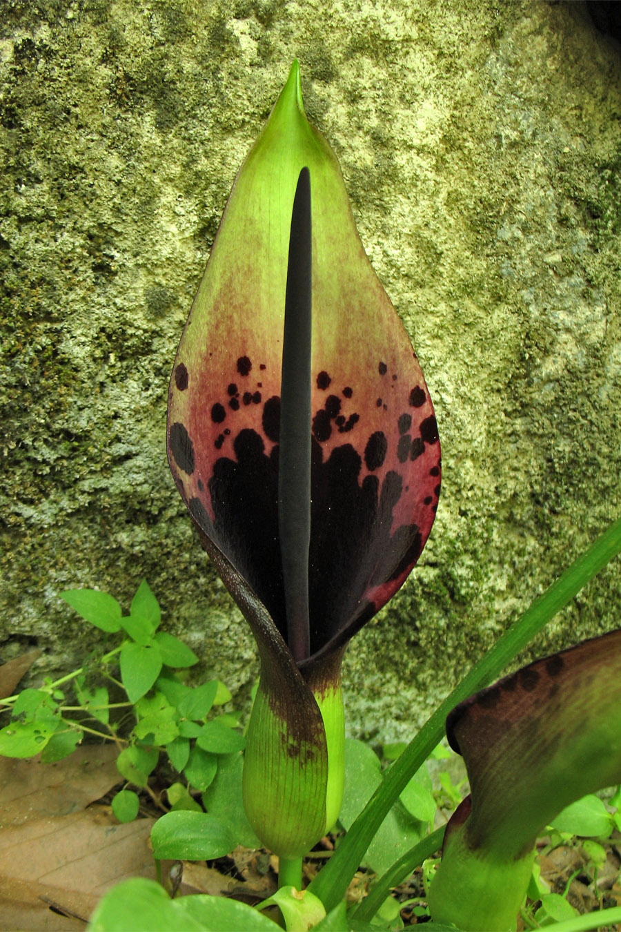Image of Arum dioscoridis specimen.