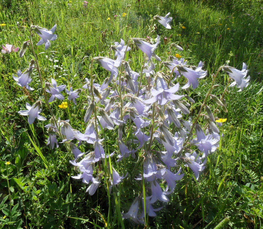 Изображение особи род Campanula.