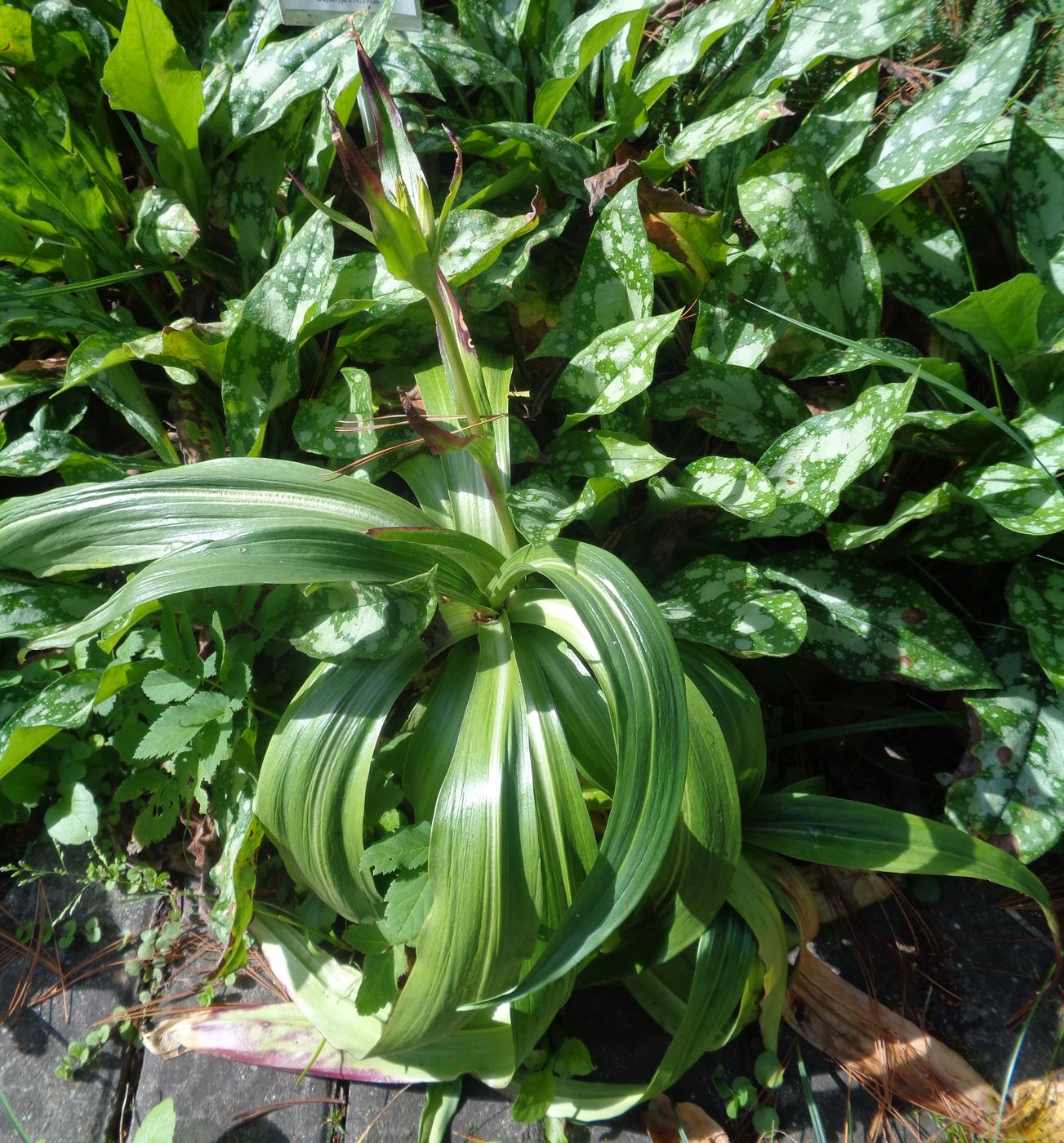 Image of Gentiana macrophylla specimen.