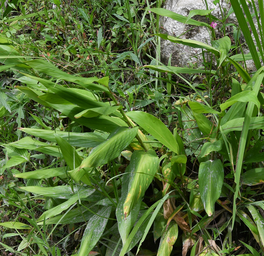 Изображение особи Canna paniculata.