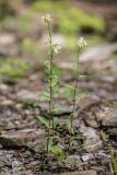 Arabis turrita