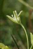 Gagea lutea