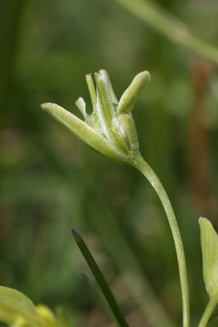 Image of Gagea lutea specimen.
