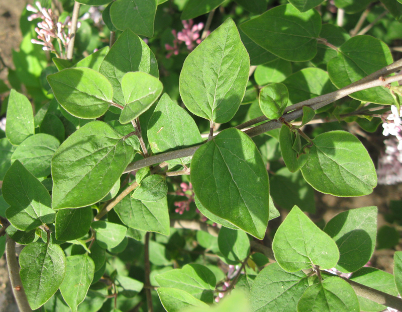 Image of Syringa microphylla specimen.