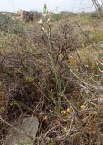 Ornithogalum narbonense