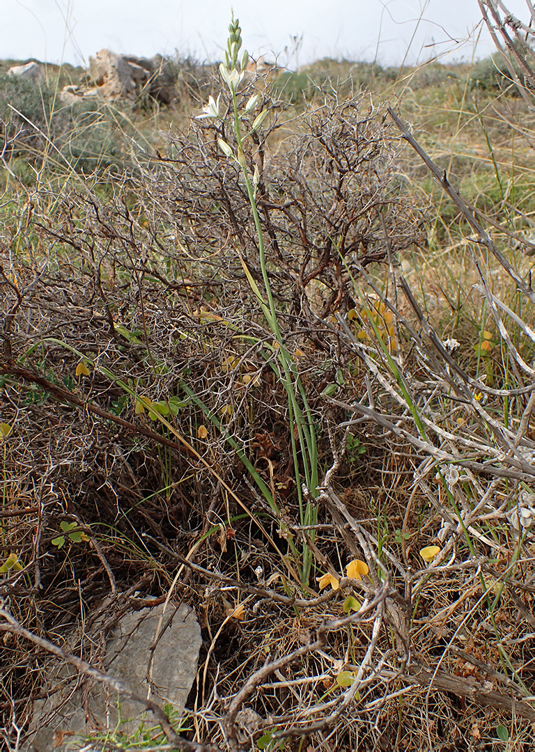 Изображение особи Ornithogalum narbonense.