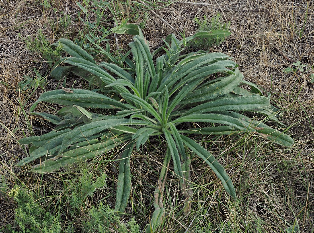 Изображение особи Onosma polychroma.