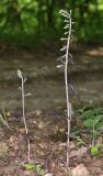 Epipactis condensata