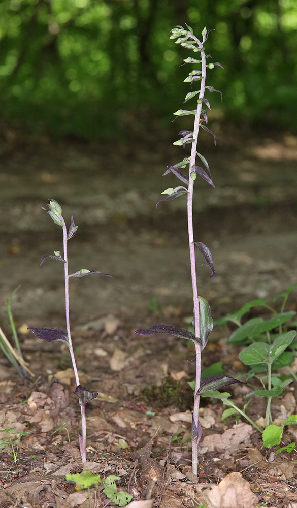 Изображение особи Epipactis condensata.