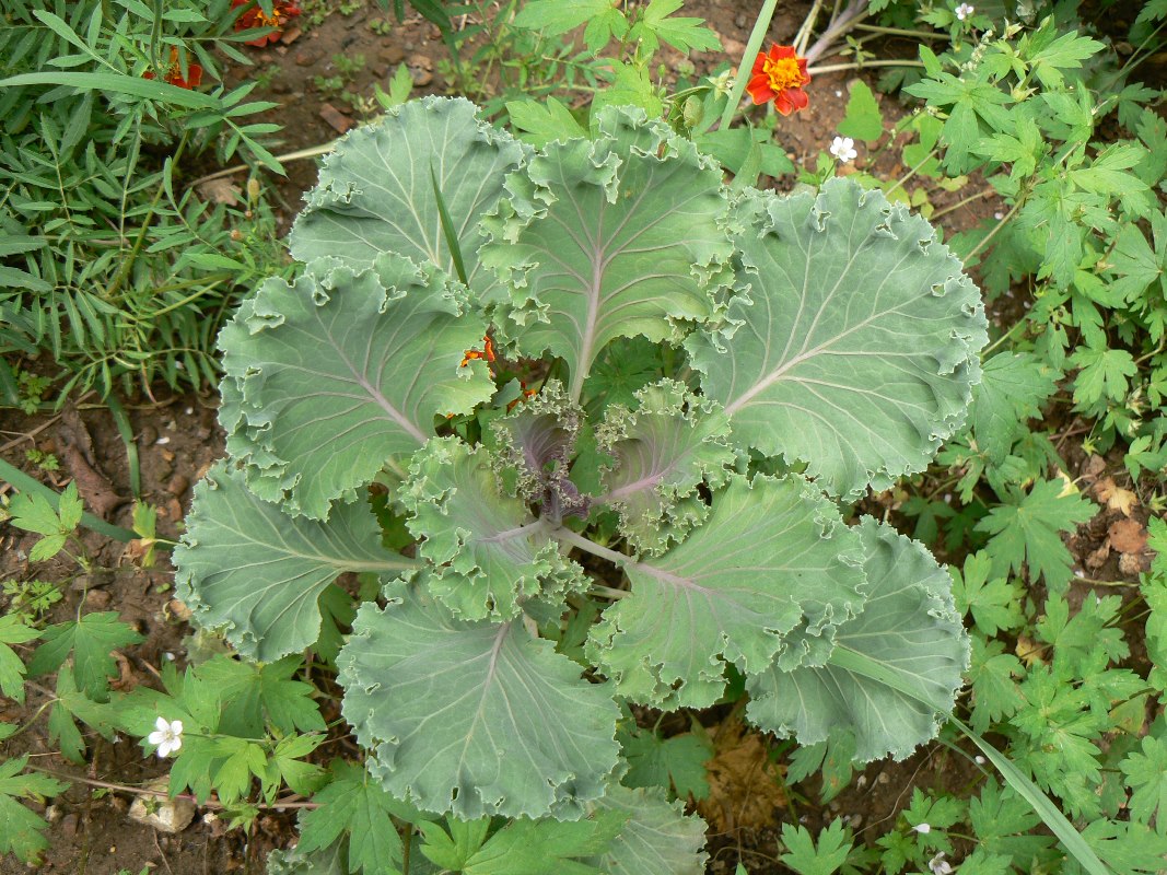 Image of Brassica oleracea var. viridis specimen.