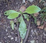 Plantago urvillei