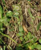 Microthlaspi perfoliatum. Цветущее растение на склоне горы. Дагестан, окр. Махачкалы. 07.04.2010.