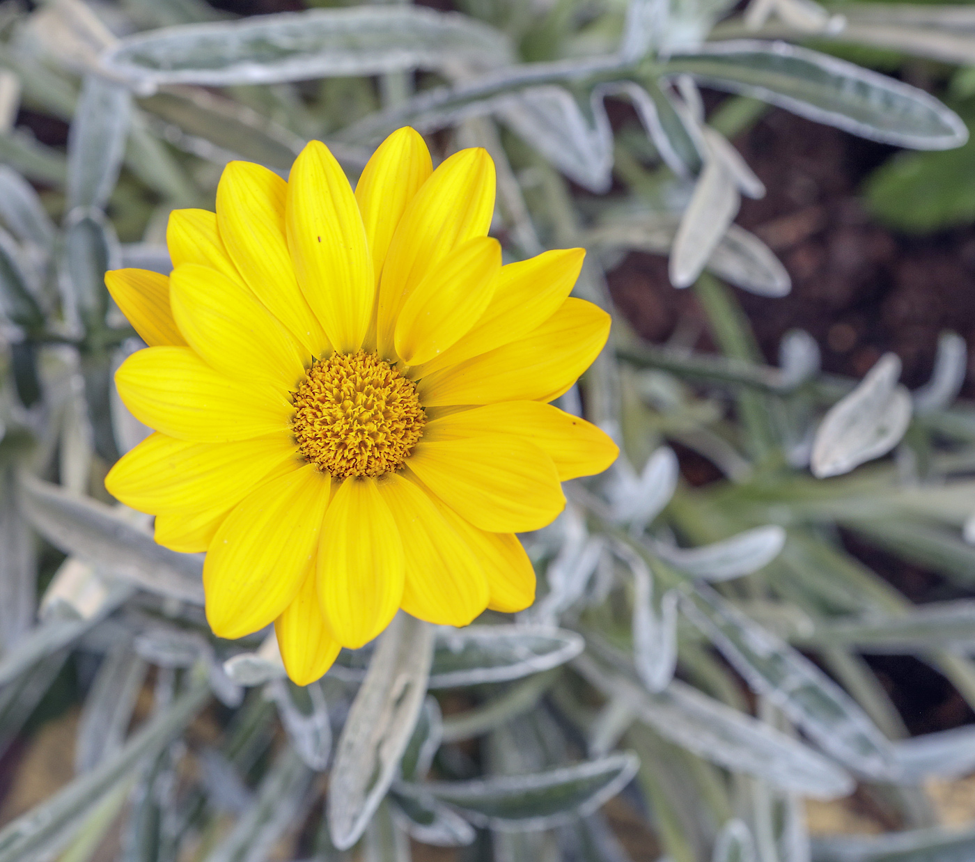 Image of Gazania &times; hybrida specimen.