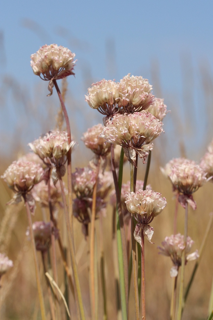 Image of Allium schoenoprasum specimen.