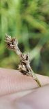genus Carex