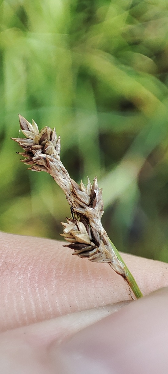 Изображение особи род Carex.