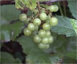 Vitis amurensis