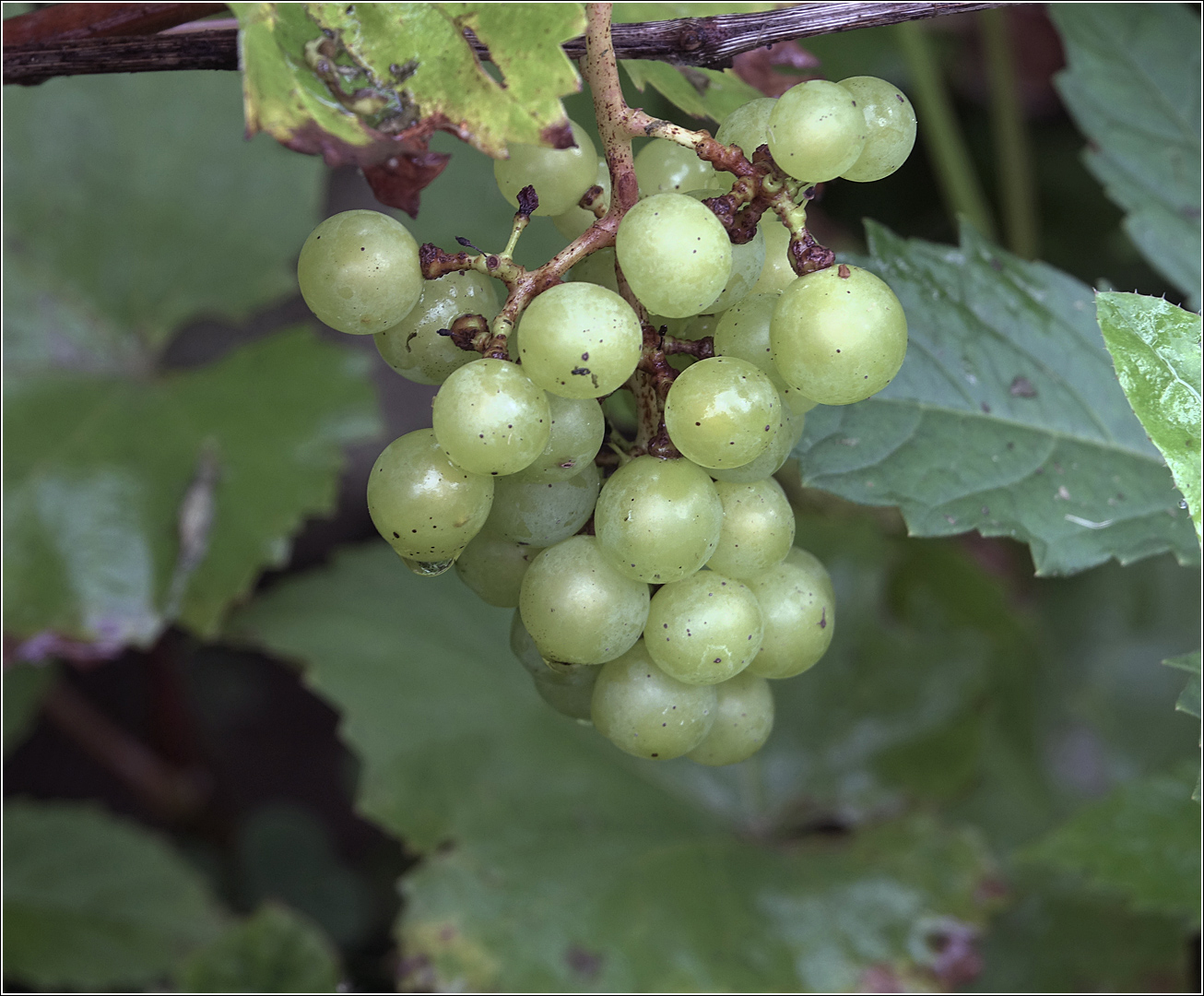 Изображение особи Vitis amurensis.