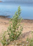 Chenopodium striatiforme