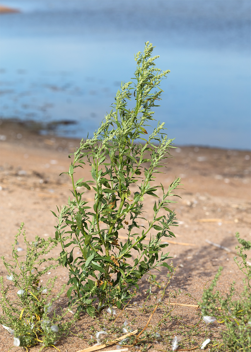 Image of Chenopodium striatiforme specimen.