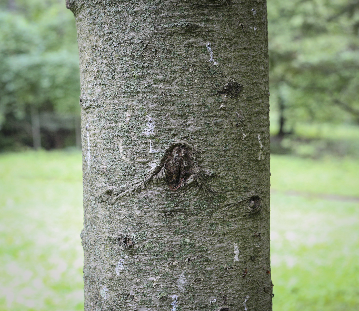 Изображение особи Abies sachalinensis.