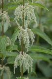 Urtica dioica