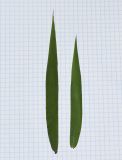 Chasmanthium latifolium