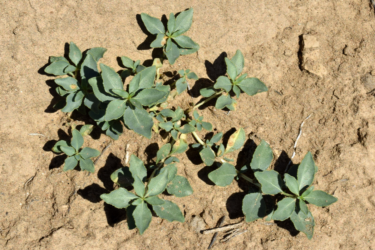 Image of Haplophyllum robustum specimen.