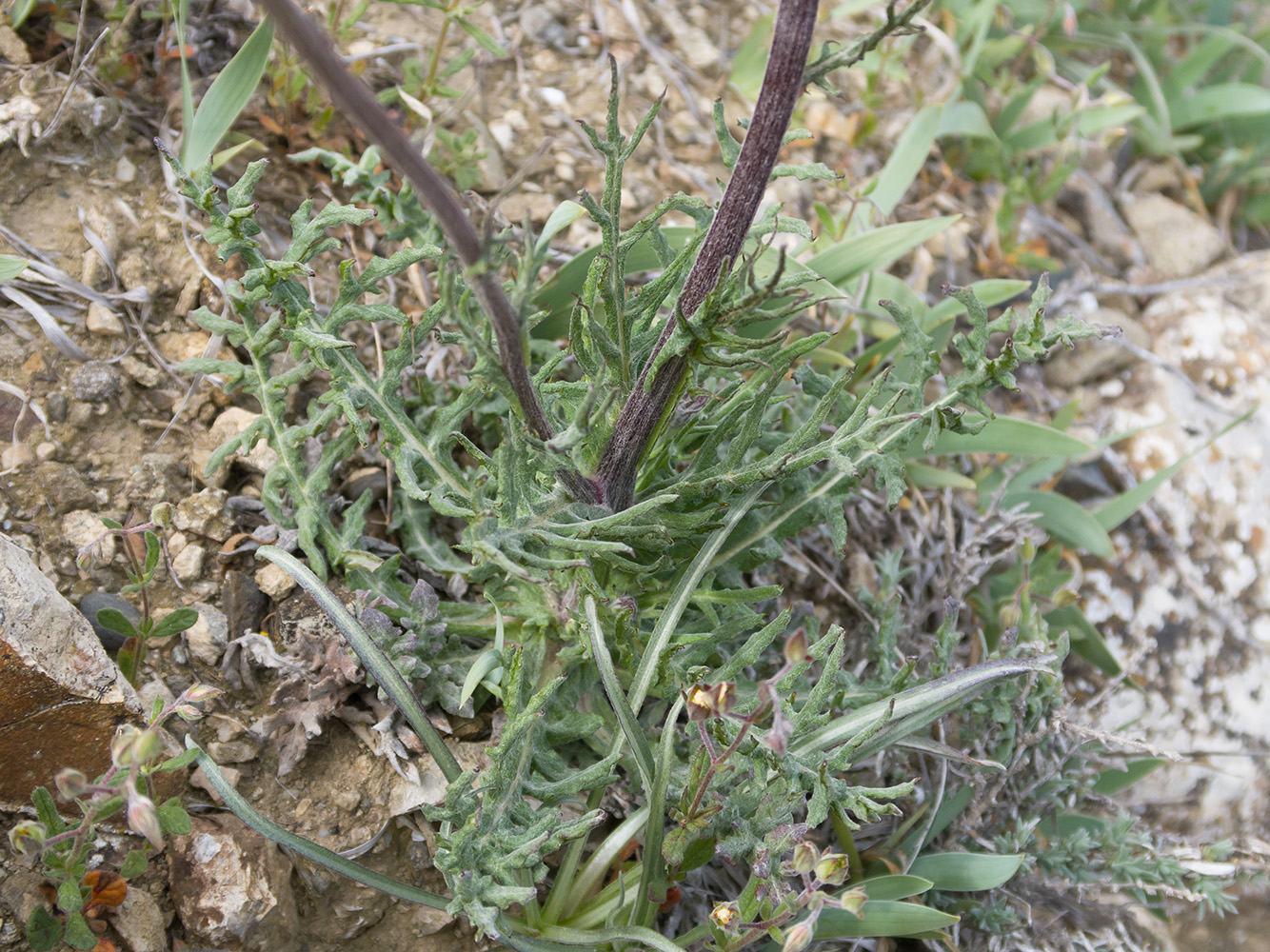 Image of Jurinea roegneri specimen.