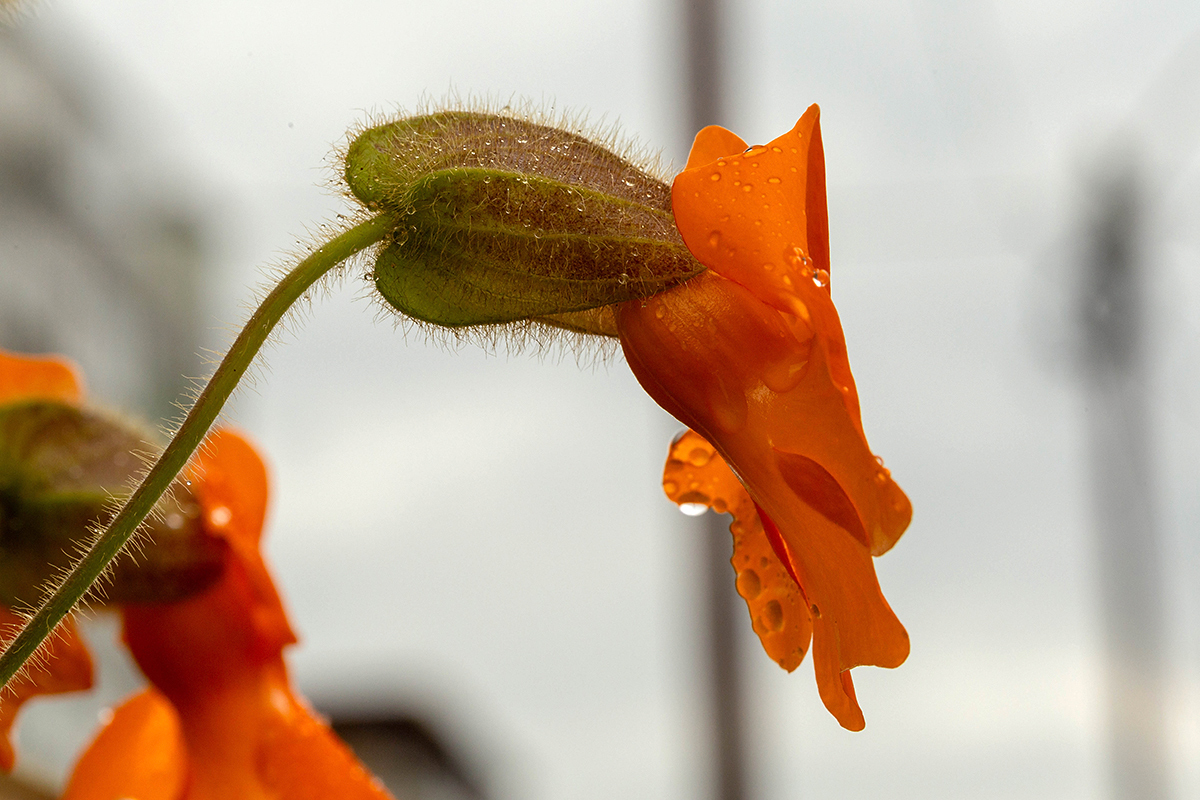 Image of Thunbergia gregorii specimen.