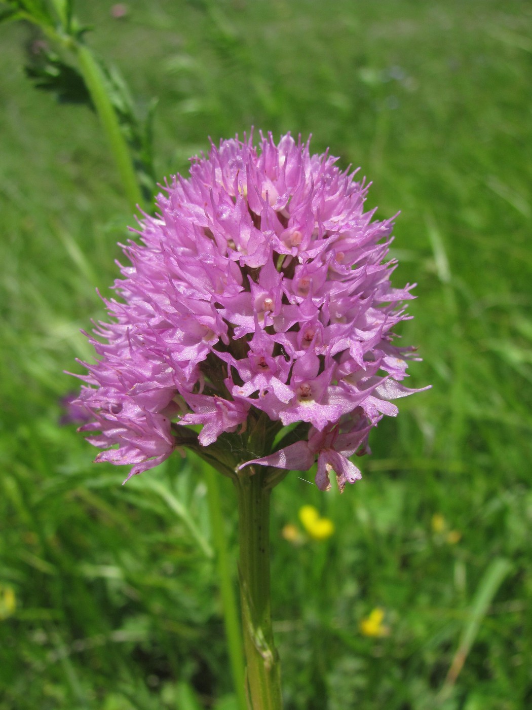 Image of Traunsteinera globosa specimen.