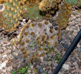 Opuntia aciculata