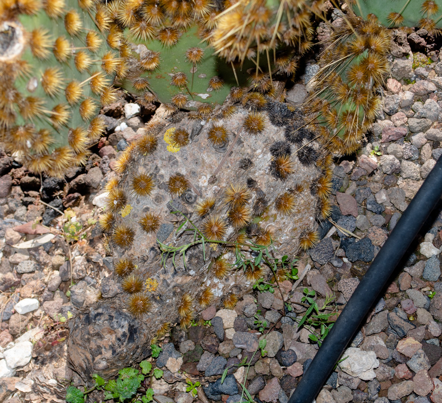 Изображение особи Opuntia aciculata.