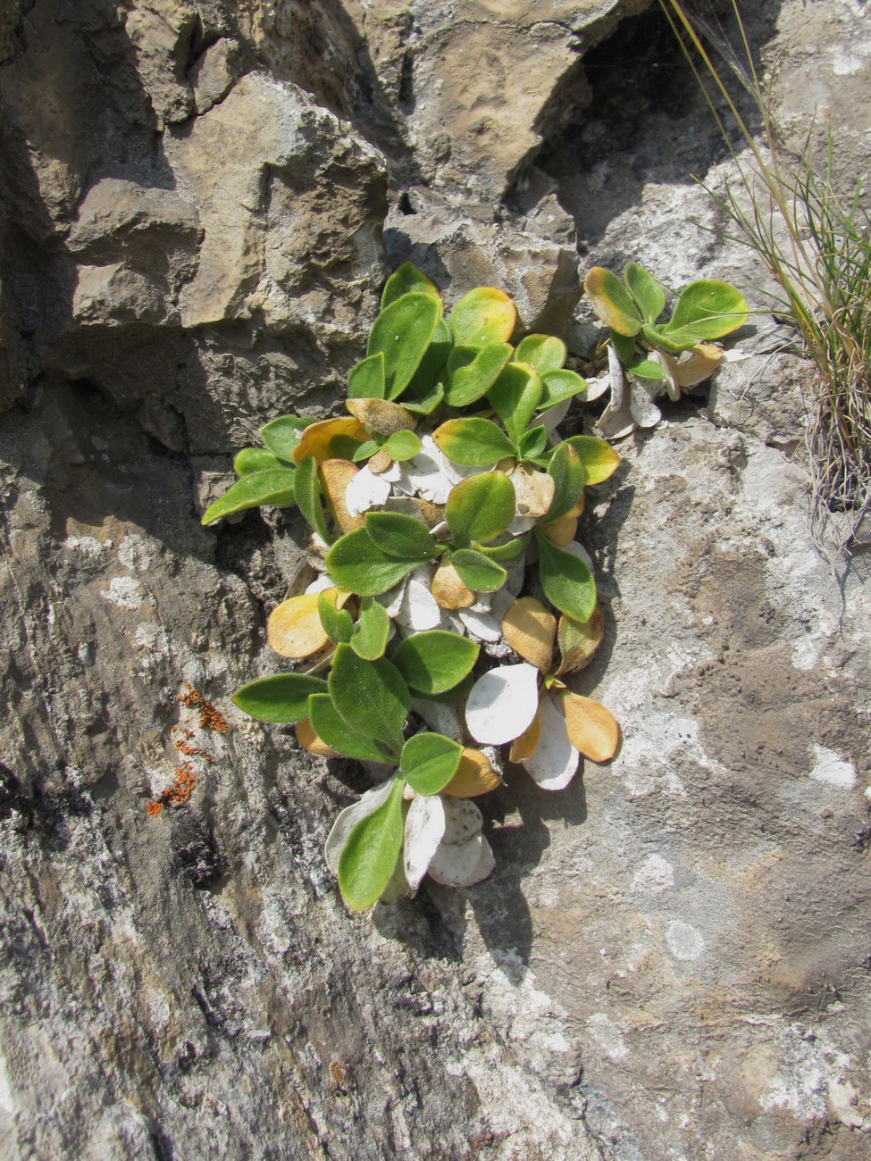 Image of Silene pygmaea specimen.