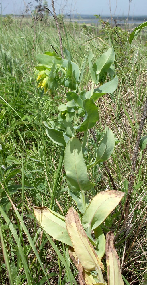 Image of Cerinthe minor specimen.