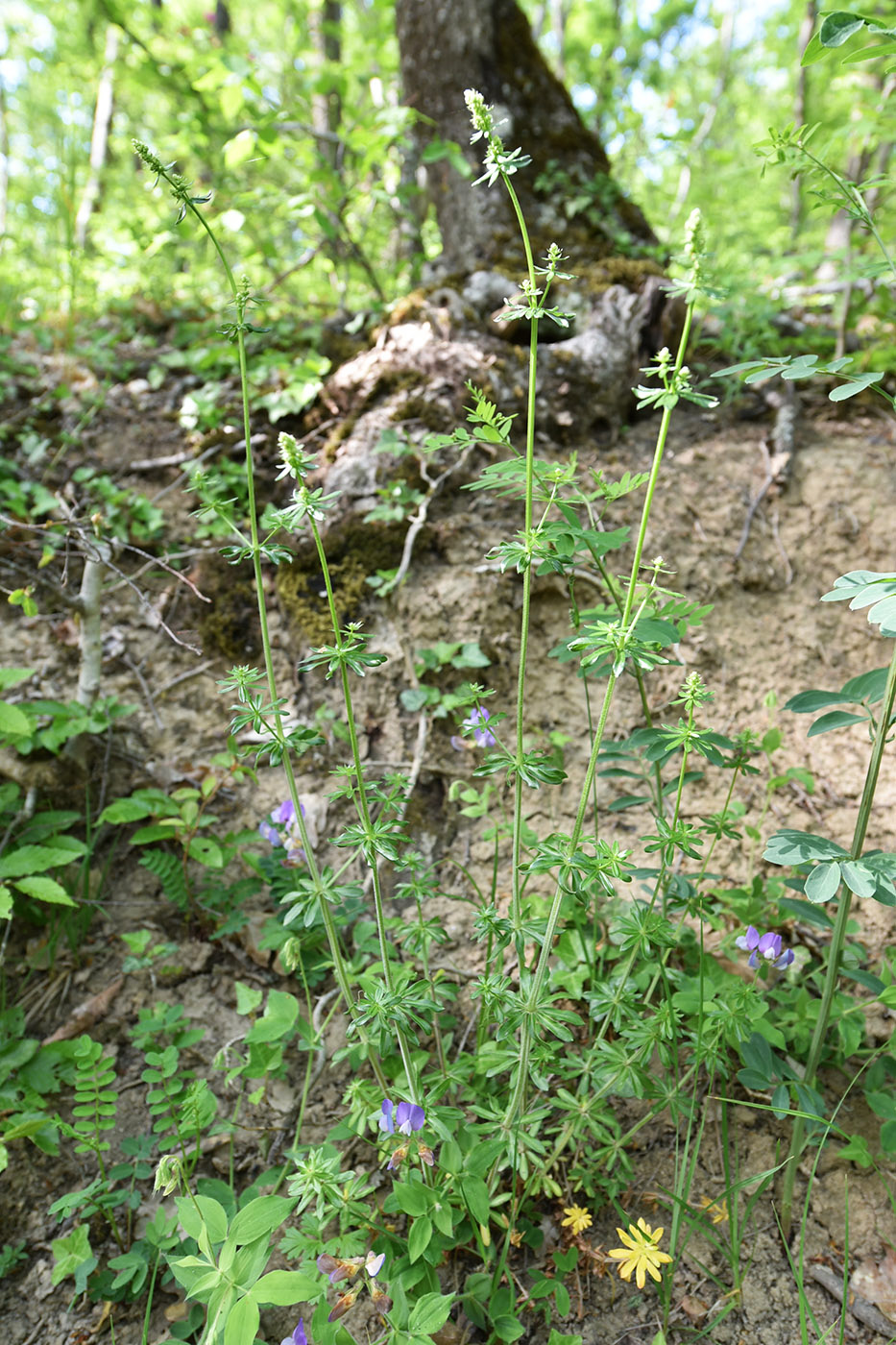 Изображение особи Galium mollugo.