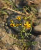 Senecio jacobaea. Верхушка цветущего растения. Республика Алтай, Улаганский р-н, долина р. Чулышман, окр. урочища Чегее, берег р. Чулышман. 7 августа 2020 г.