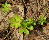 род Galium